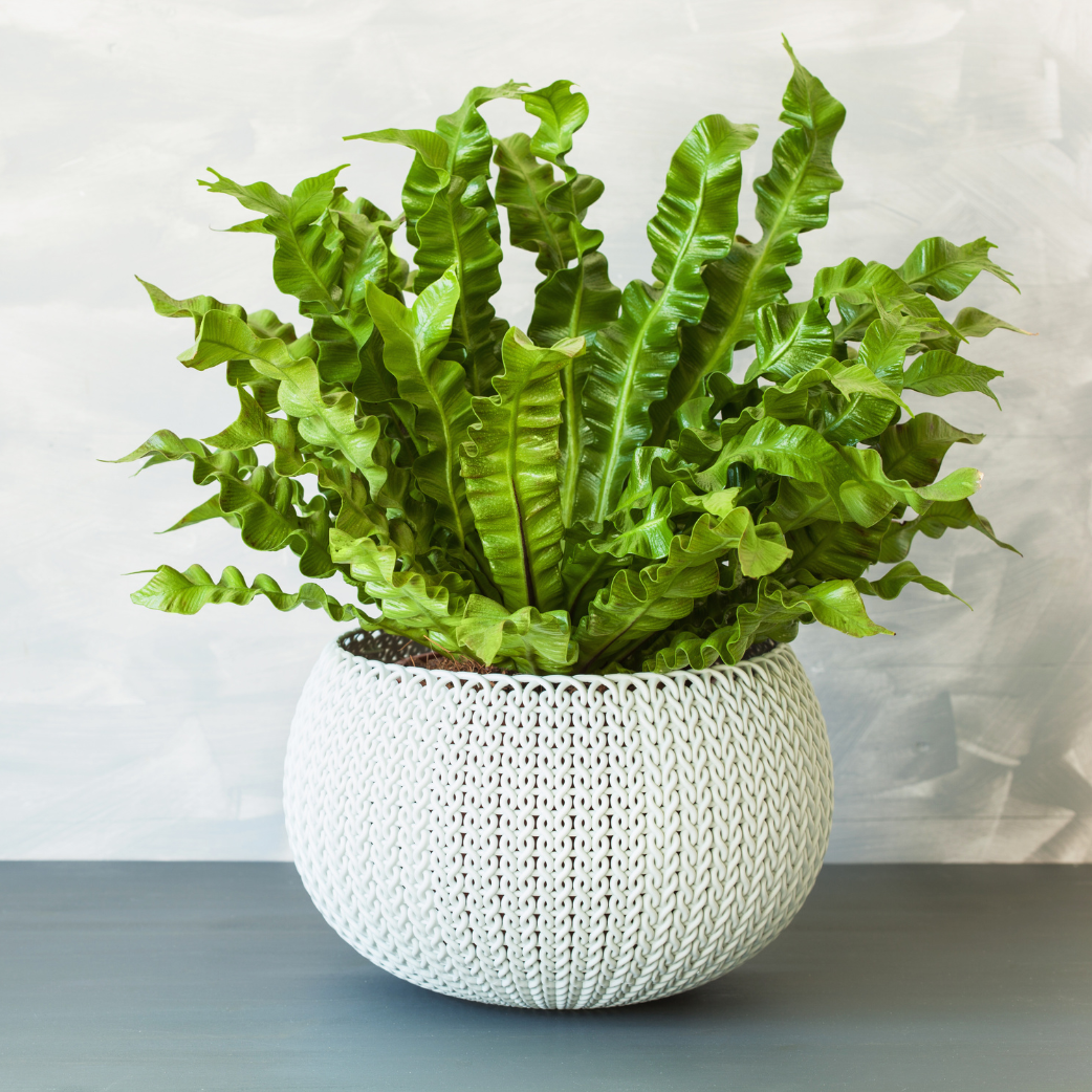 bird's nest fern crispy wave Pleated Bird's Nest Fern