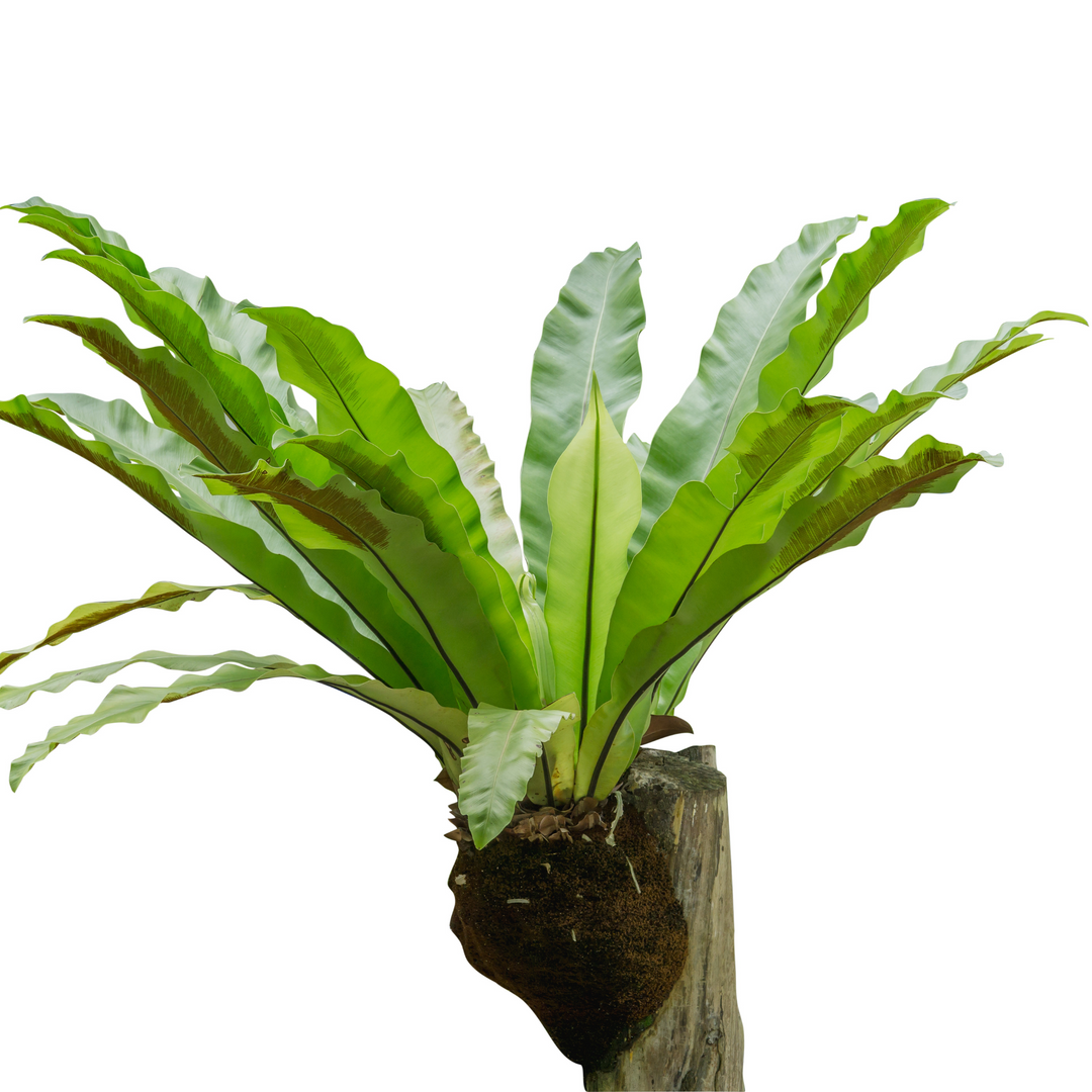 birds nest fern online Bird's Nest Fern