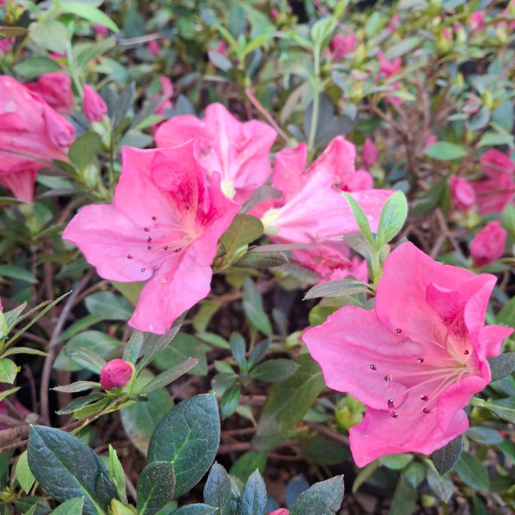 Azalea Sweet Rosy Pink for sale in Cape Town – Cape Garden Online