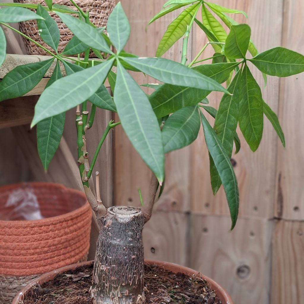 Money Tree Bonsai | Pachira Indoor Plant