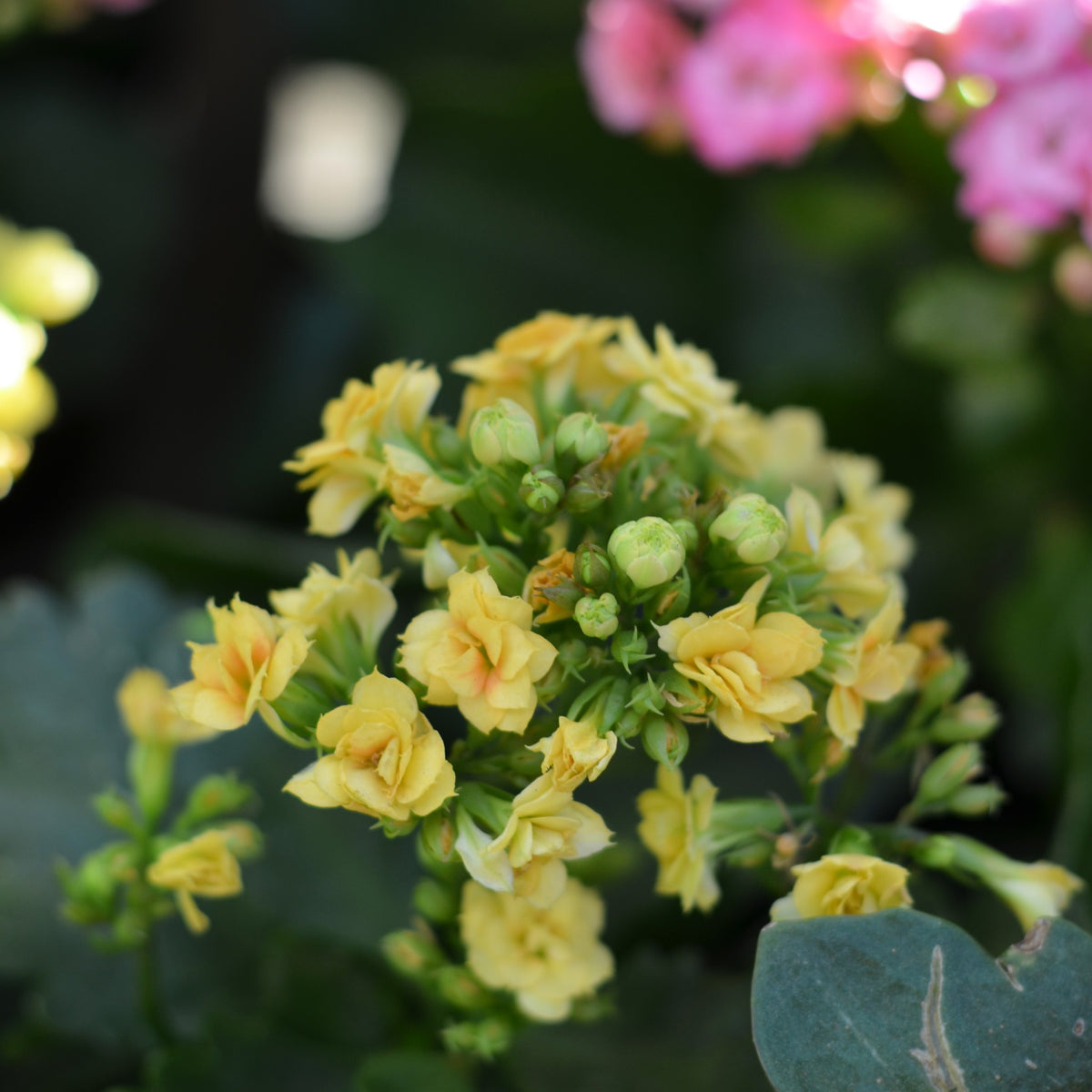 Buy Calandiva Plant | Rose-Like Winter Blooms | Western Cape Delivery ...