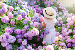 garden flowers hydrangea selection