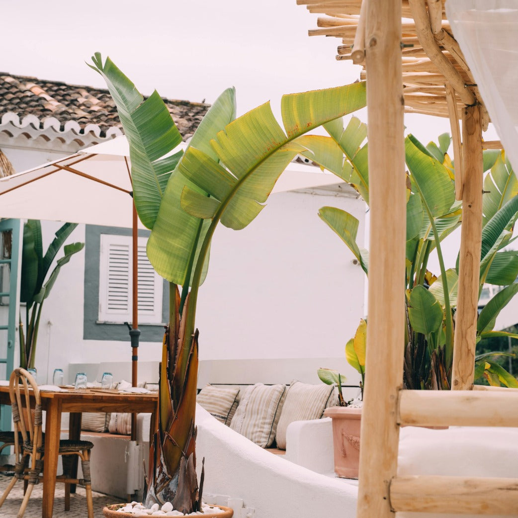 Wild Banana | Bold Tropical Beauty for Sale Cape Town – Cape