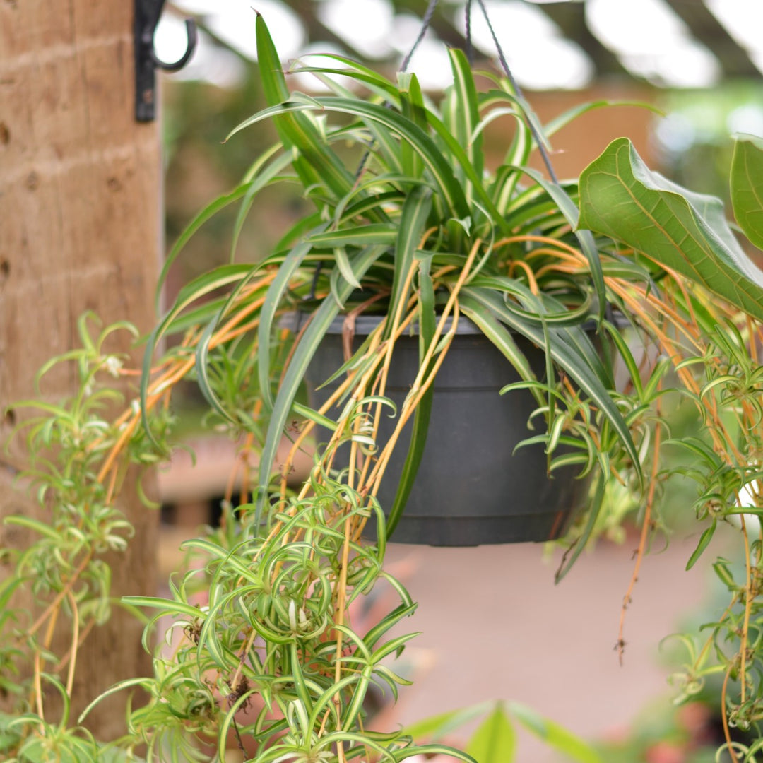 hanging plants cape town Shop Hanging Basket Curly Spider Plant online – Cape Garden Online