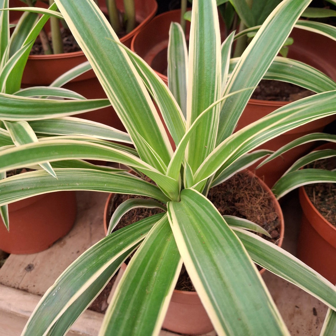 chlorophytum irish Irish Spider Plant