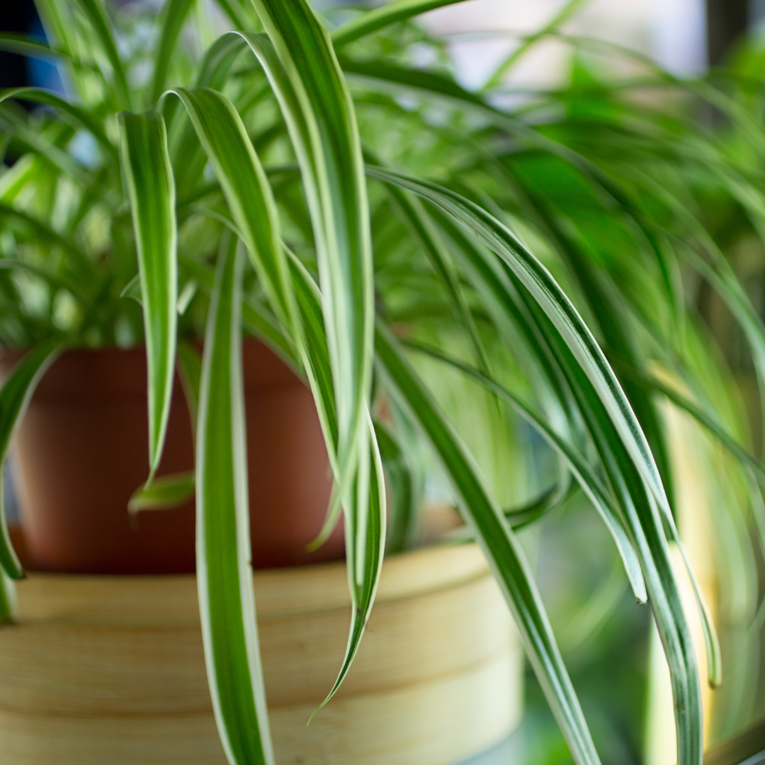 chlorophytum irish Irish Spider Plant