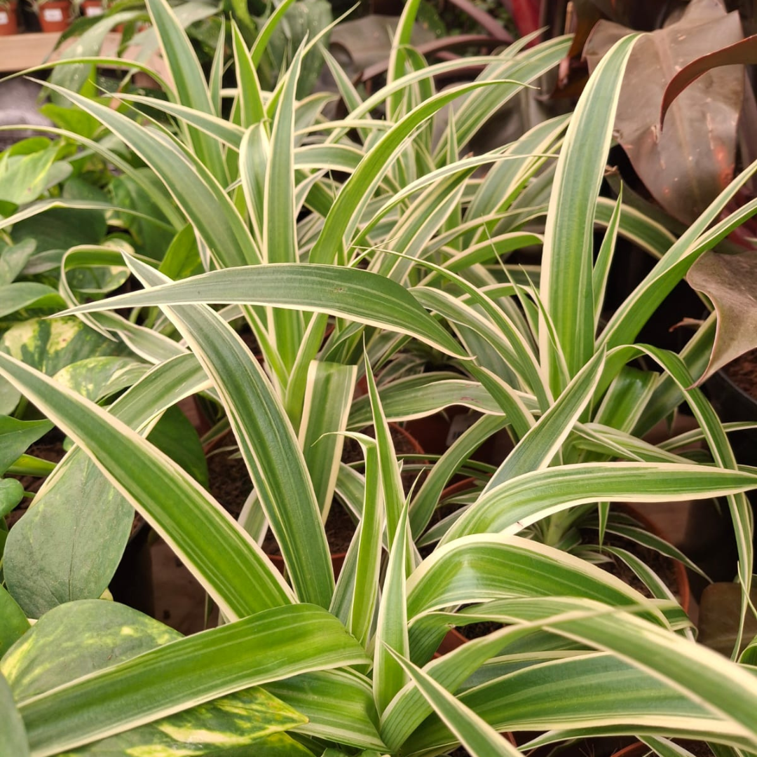 chlorophytum irish Irish Spider Plant