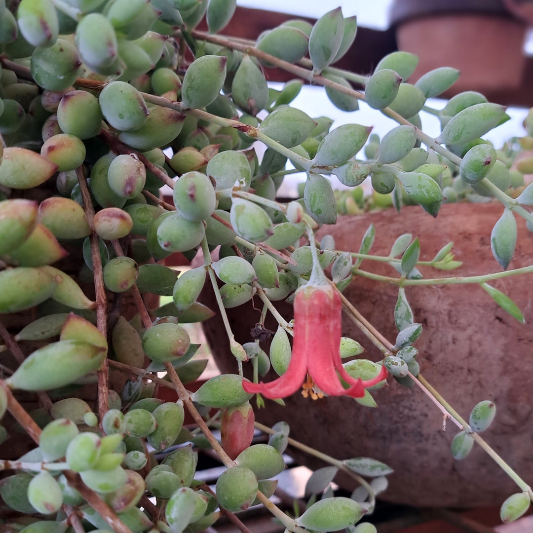 cliff cotyledon succulent Buy Cliff Cotyledon | Trailing Succulent Hanging Basket
