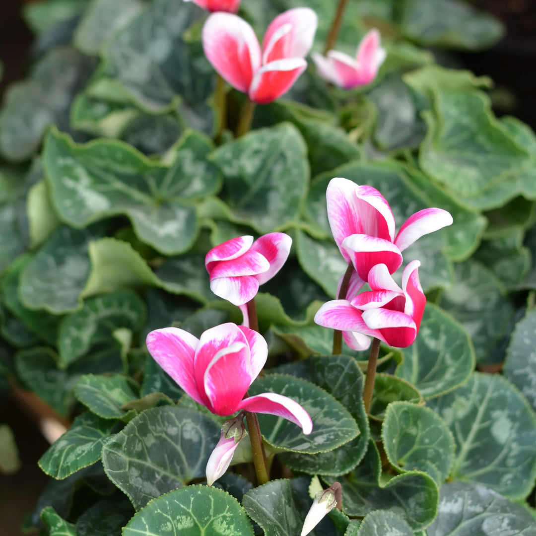 Persian Violet | Cyclamen – Cape Garden Online