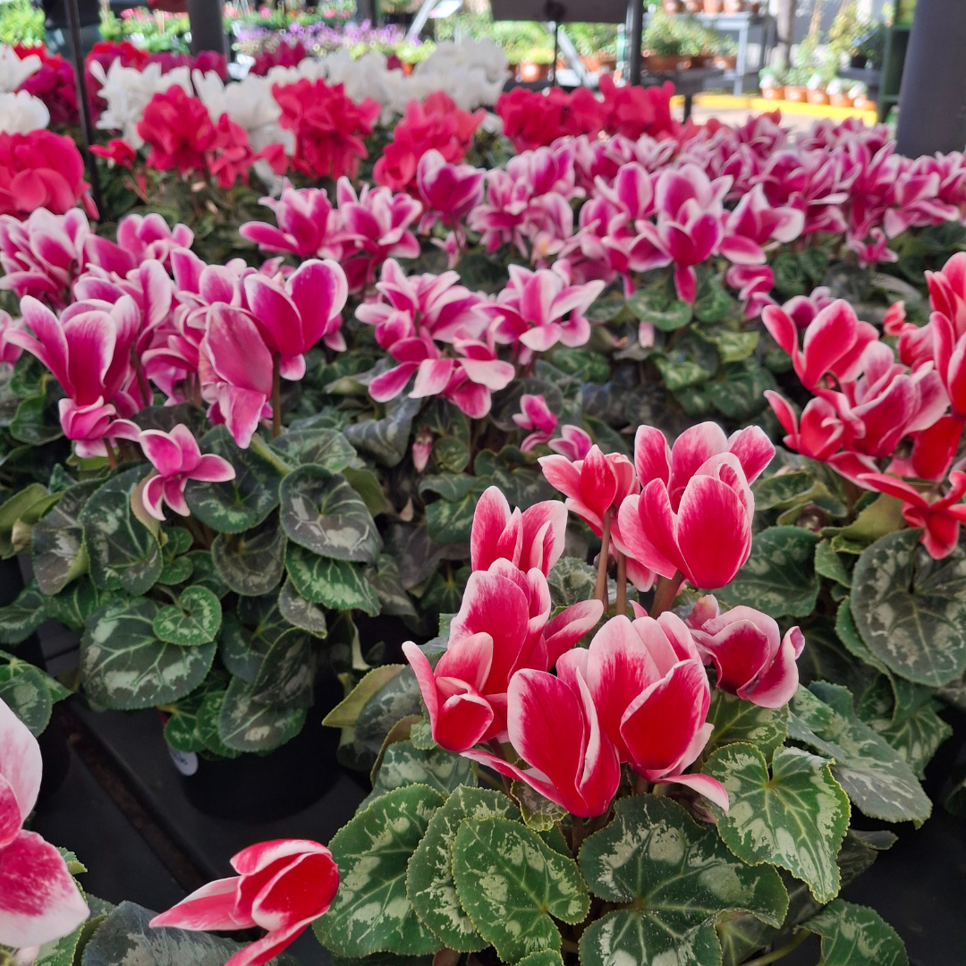 Persian Violet | Cyclamen – Cape Garden Online