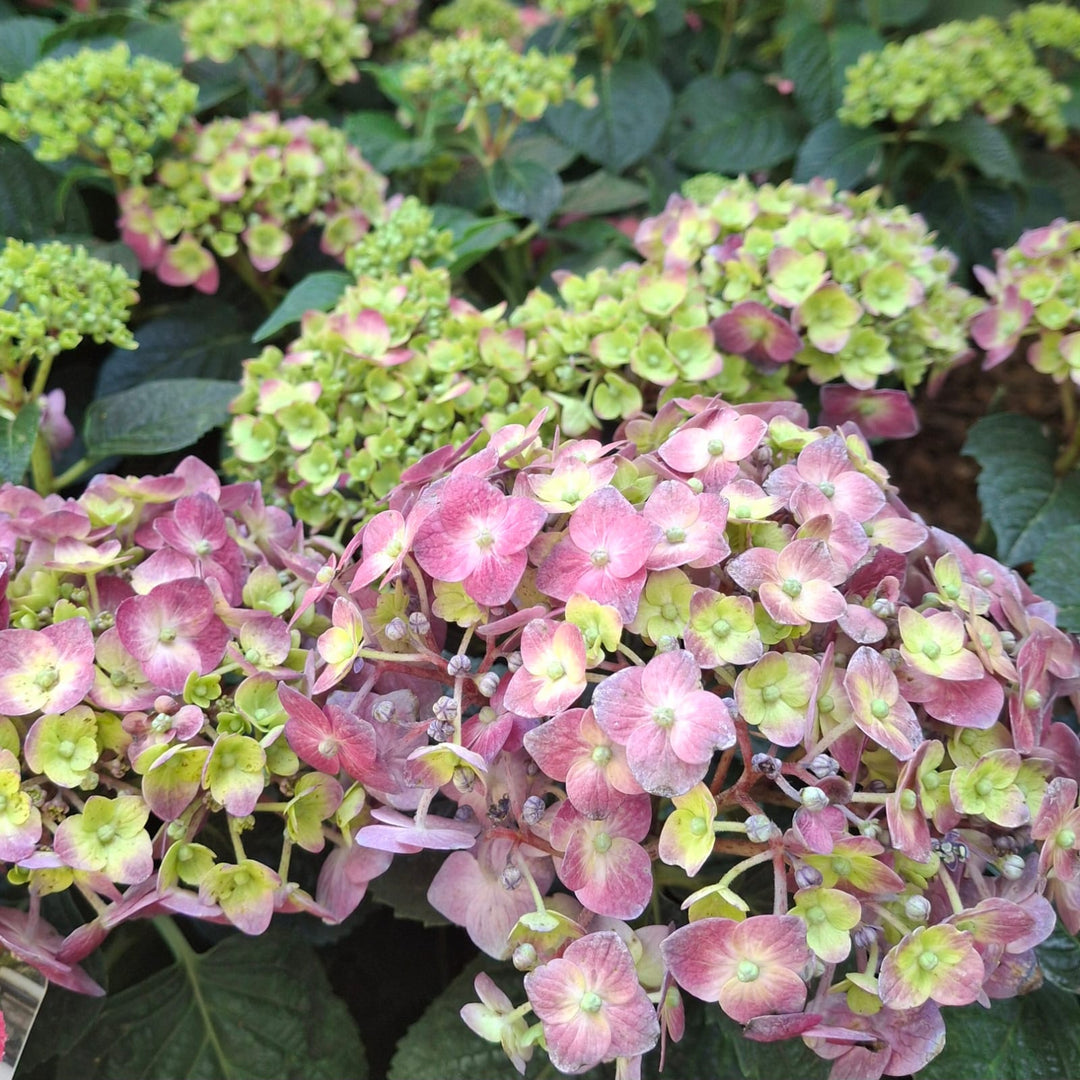Hydrangea Endless Summer Love | Cape Town Shade Plant Western Cape