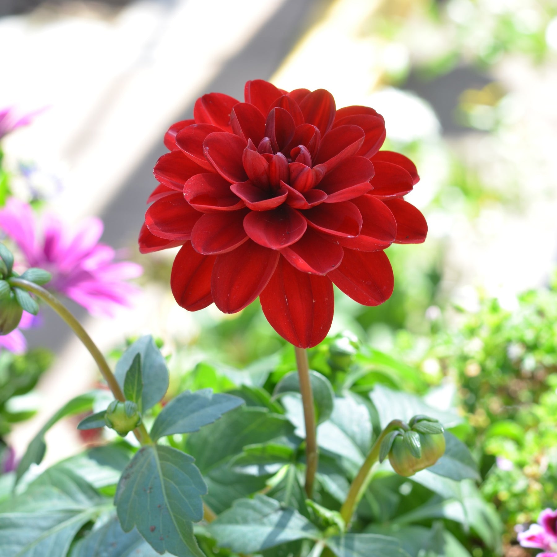 Dahlia 'Dalaya Goa' Cape Garden Online