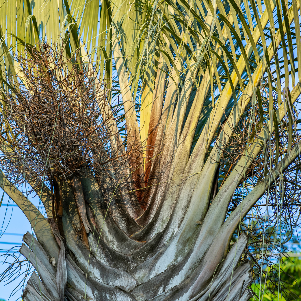 Triangle Palm Neodypsis Decaryi | Architectural - Western Cape