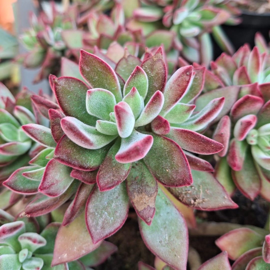 Echeveria 'Devotion' | Buy Succulents Cape Town – Cape Garden Online