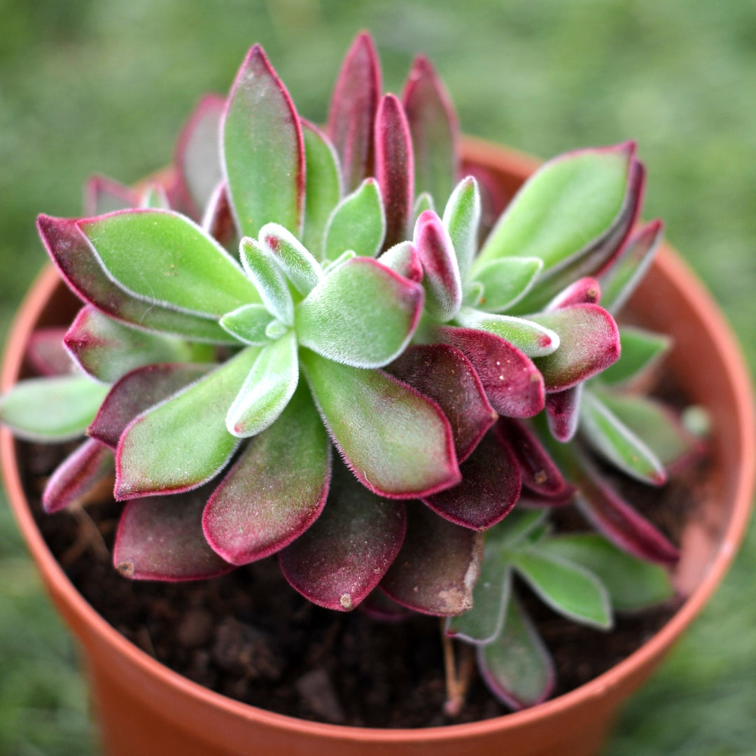 Echeveria 'Devotion' | Buy Succulents Cape Town – Cape Garden Online
