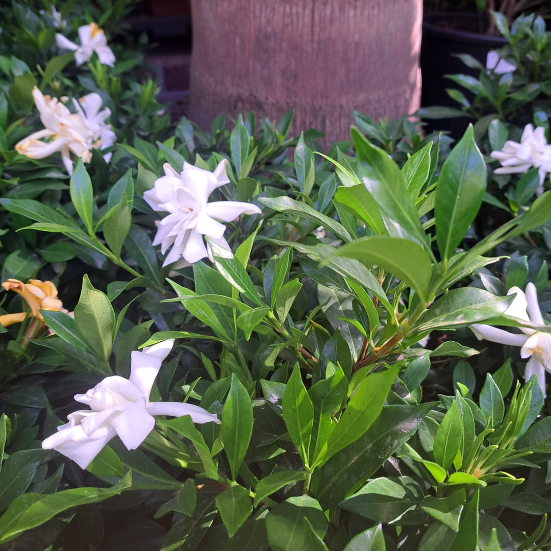 Cape Jasmine 'Celestial Star' PBR – Cape Garden Online