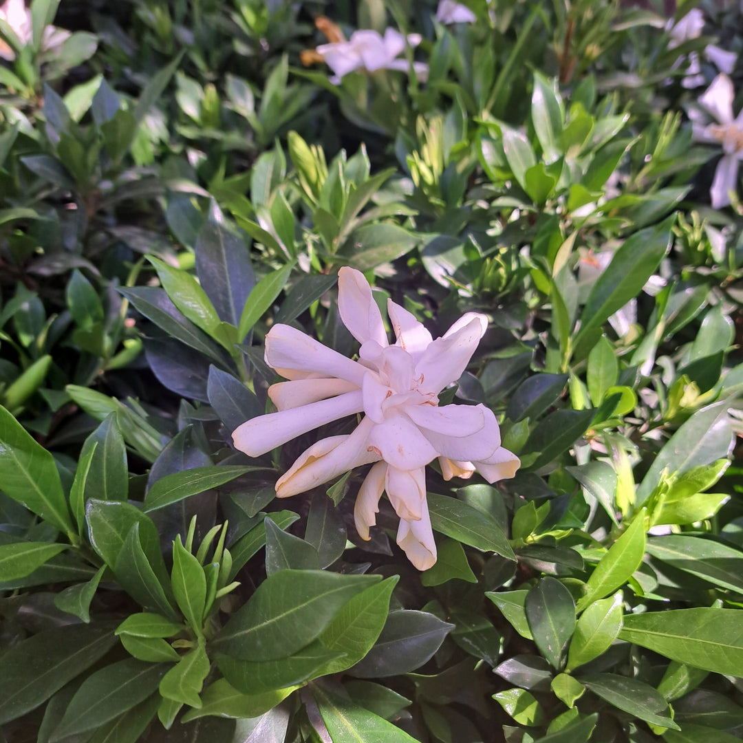Cape Jasmine 'Celestial Star' PBR – Cape Garden Online