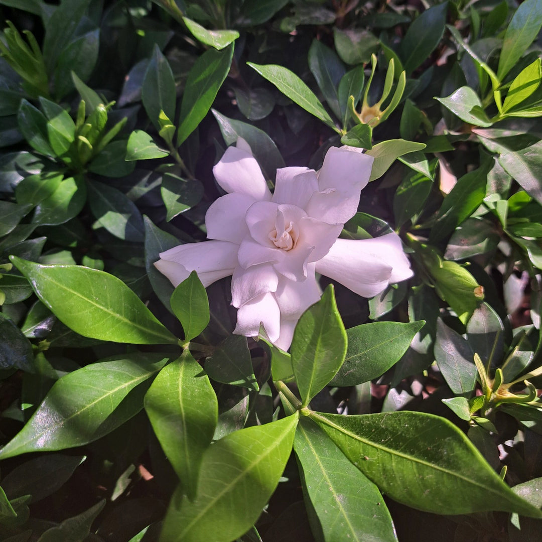 gardenia-jasminoides-celestial