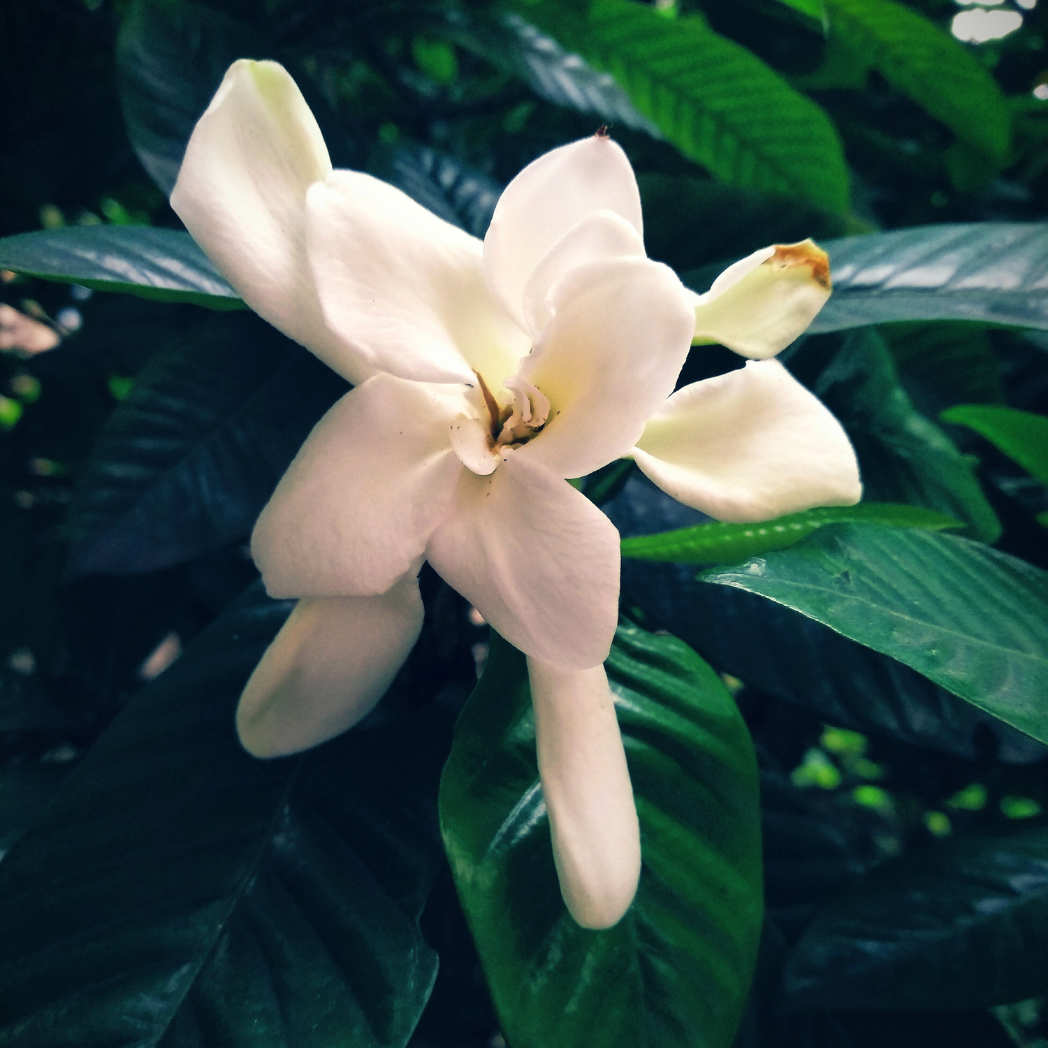 Cape Jasmine 'Celestial Star' PBR – Cape Garden Online