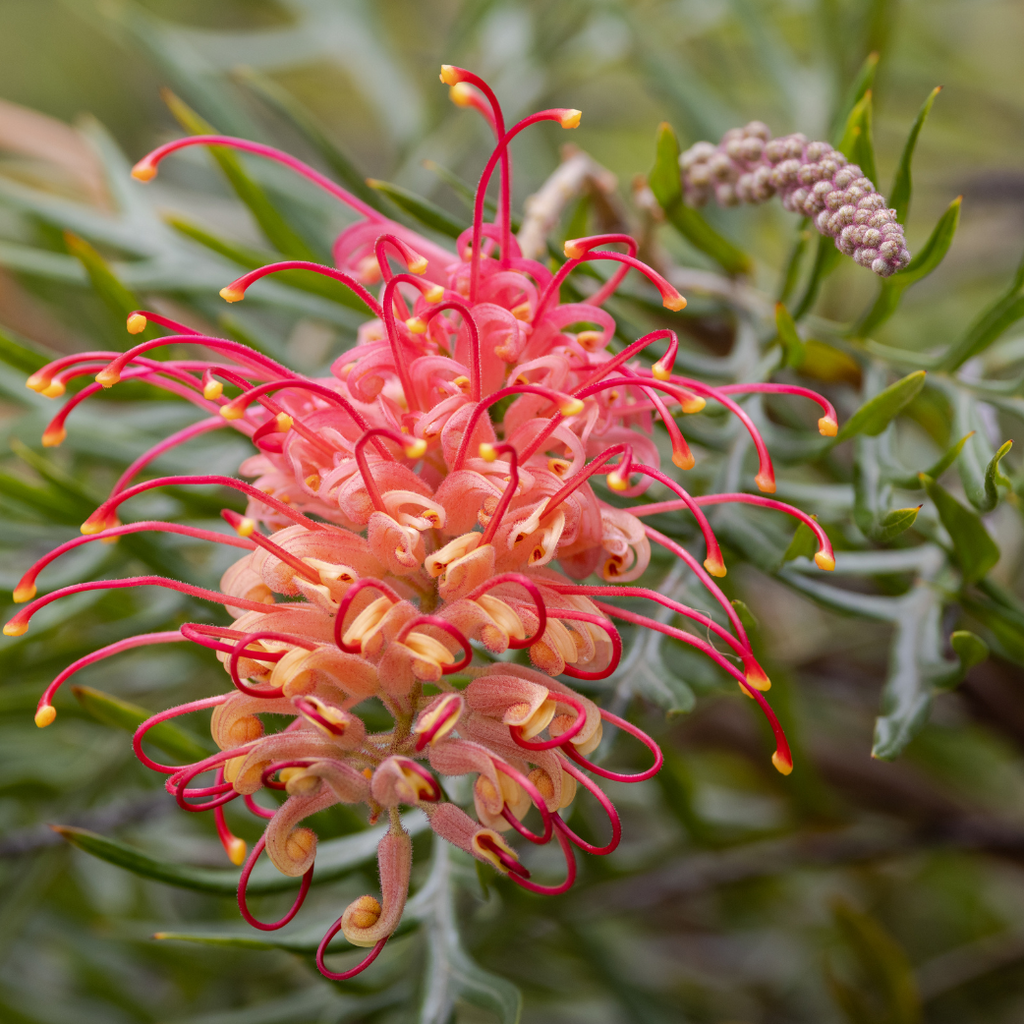 162サイコフラワー Spider Flower | Grevillea 'Knockout' – Cape Garden Online
