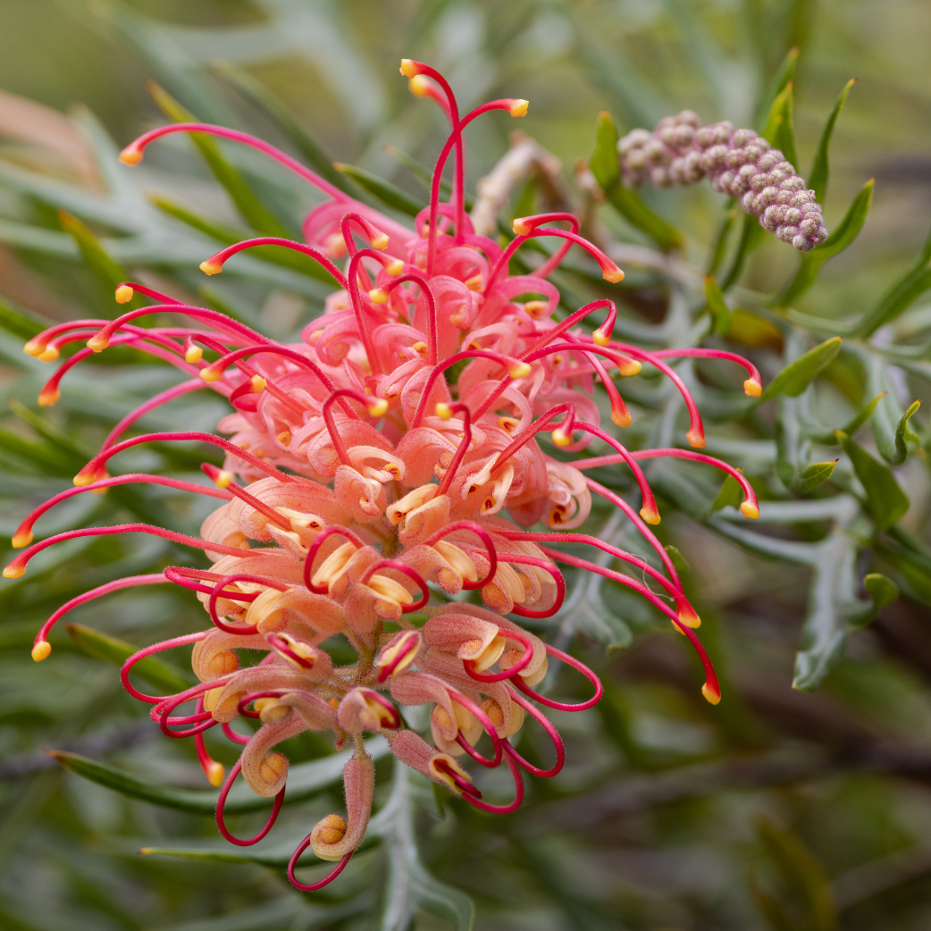 ブライダルベール　クレイフラワー Spider Flower | Grevillea 'Knockout' – Cape Garden Online
