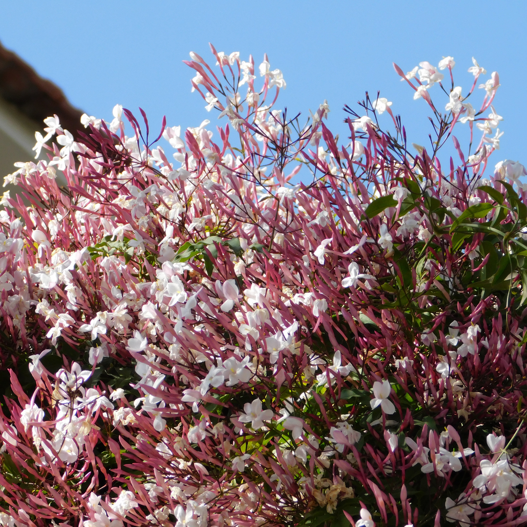 Chinese Jasmine-Fragrant Climber for Sale Cape Town – Cape Garden