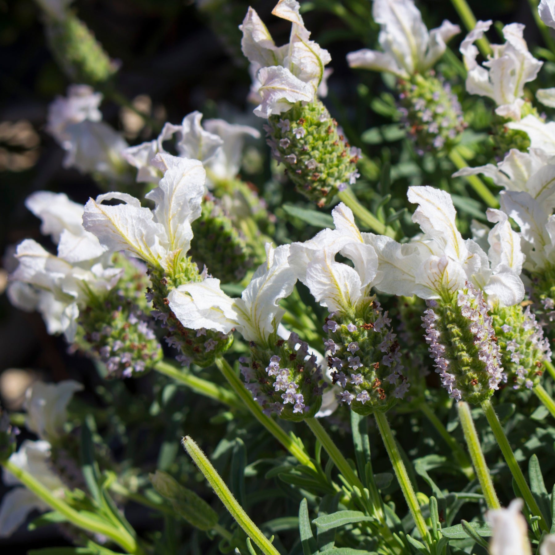 Lavandula Stoechas 'Anouk White' flowers