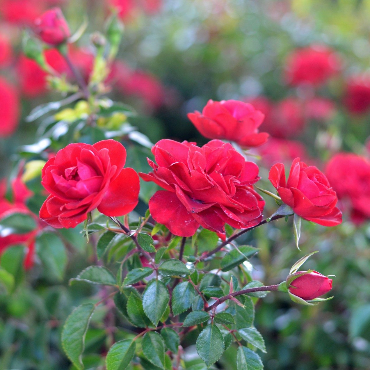 Rasees Roses Shop Roses for your Cape Town garden | Cape Town Roses – Cape Garden Online