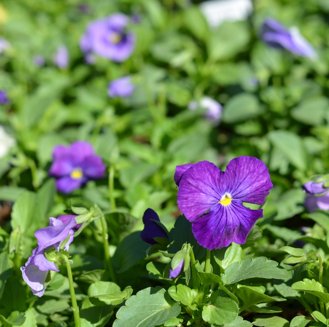 Pansy Prima Punch 'Lavender Shades' – Cape Garden Online