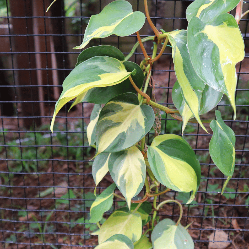 Variegated Philodendron Scandens