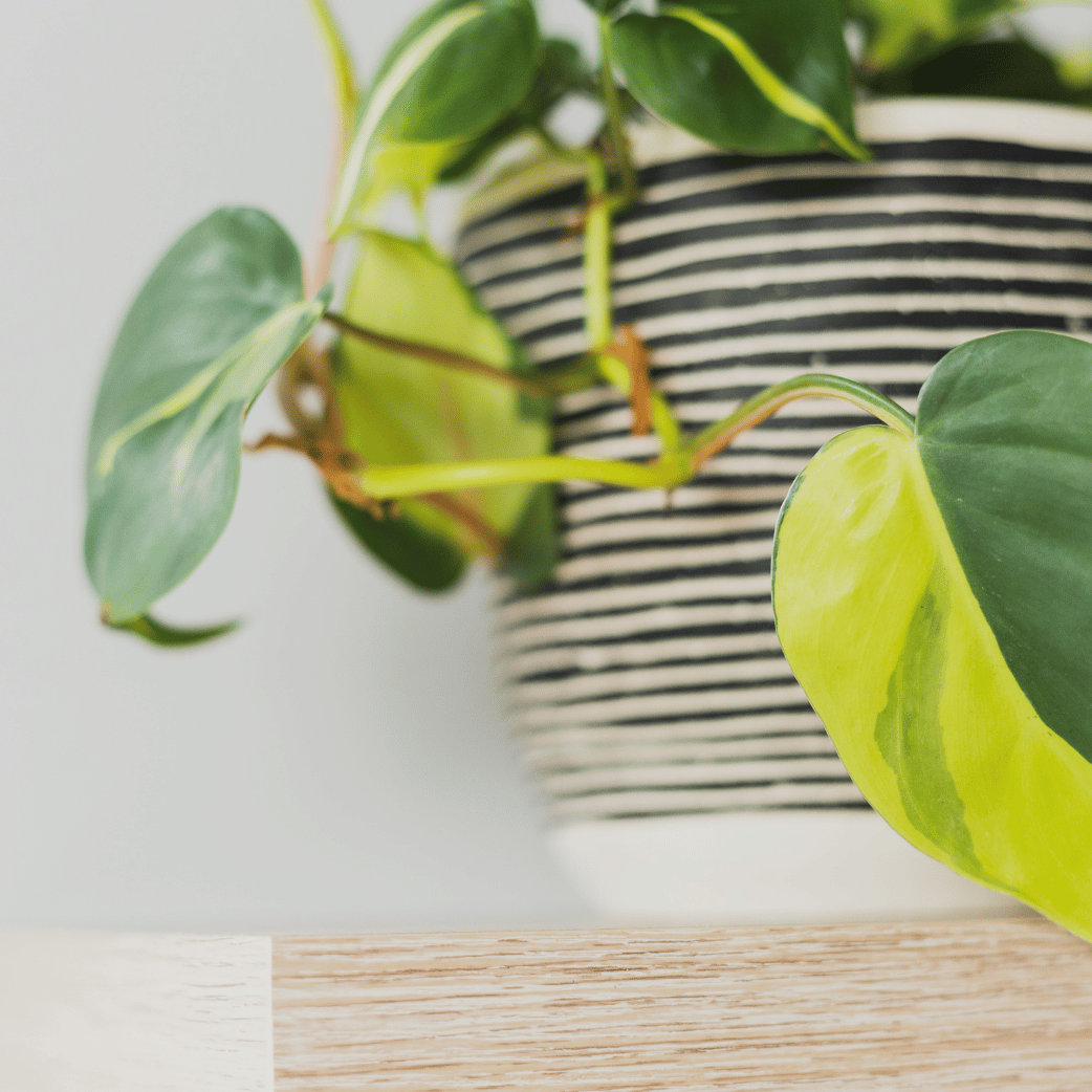 Variegated Philodendron Scandens