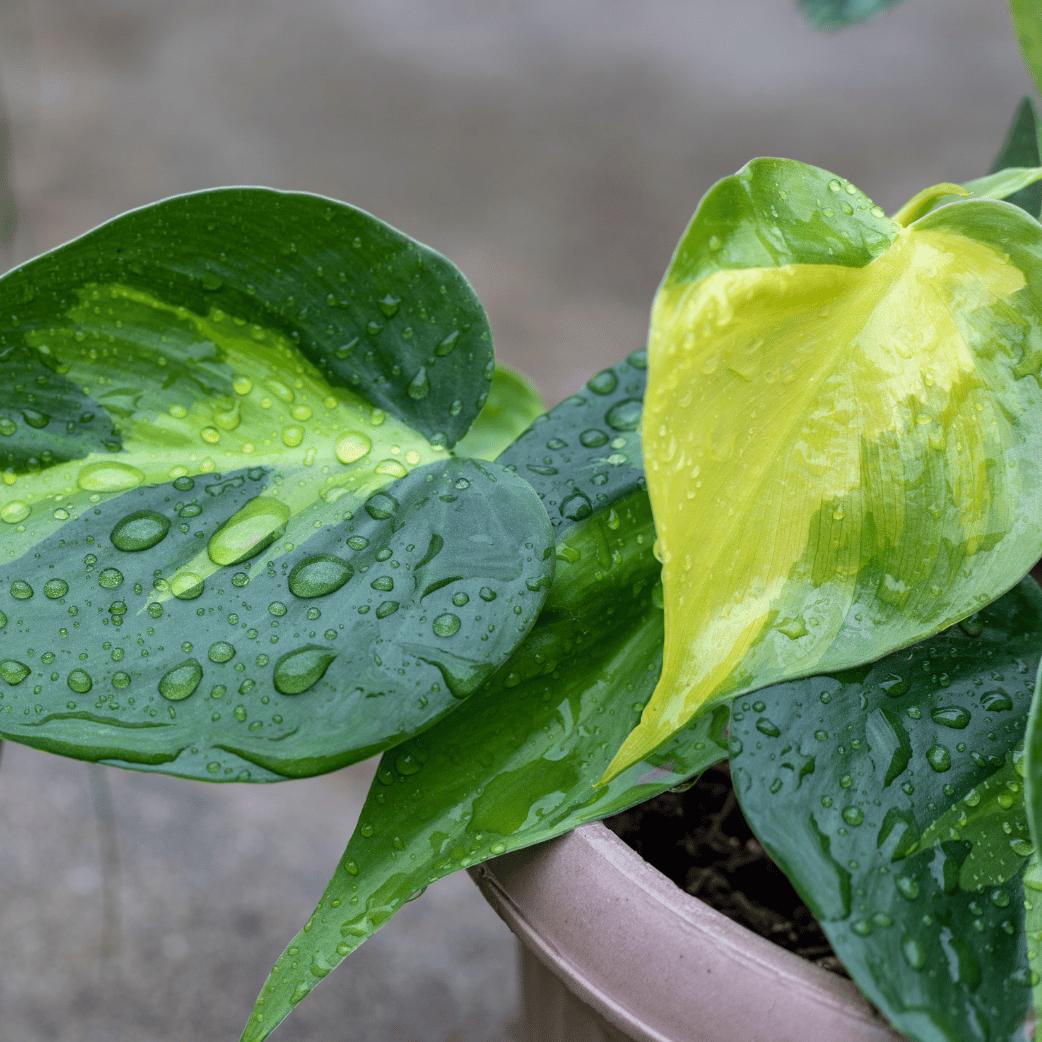 philodendron scandens variegata Variegated Philodendron Scandens