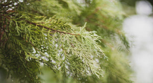 image of conifer foliage