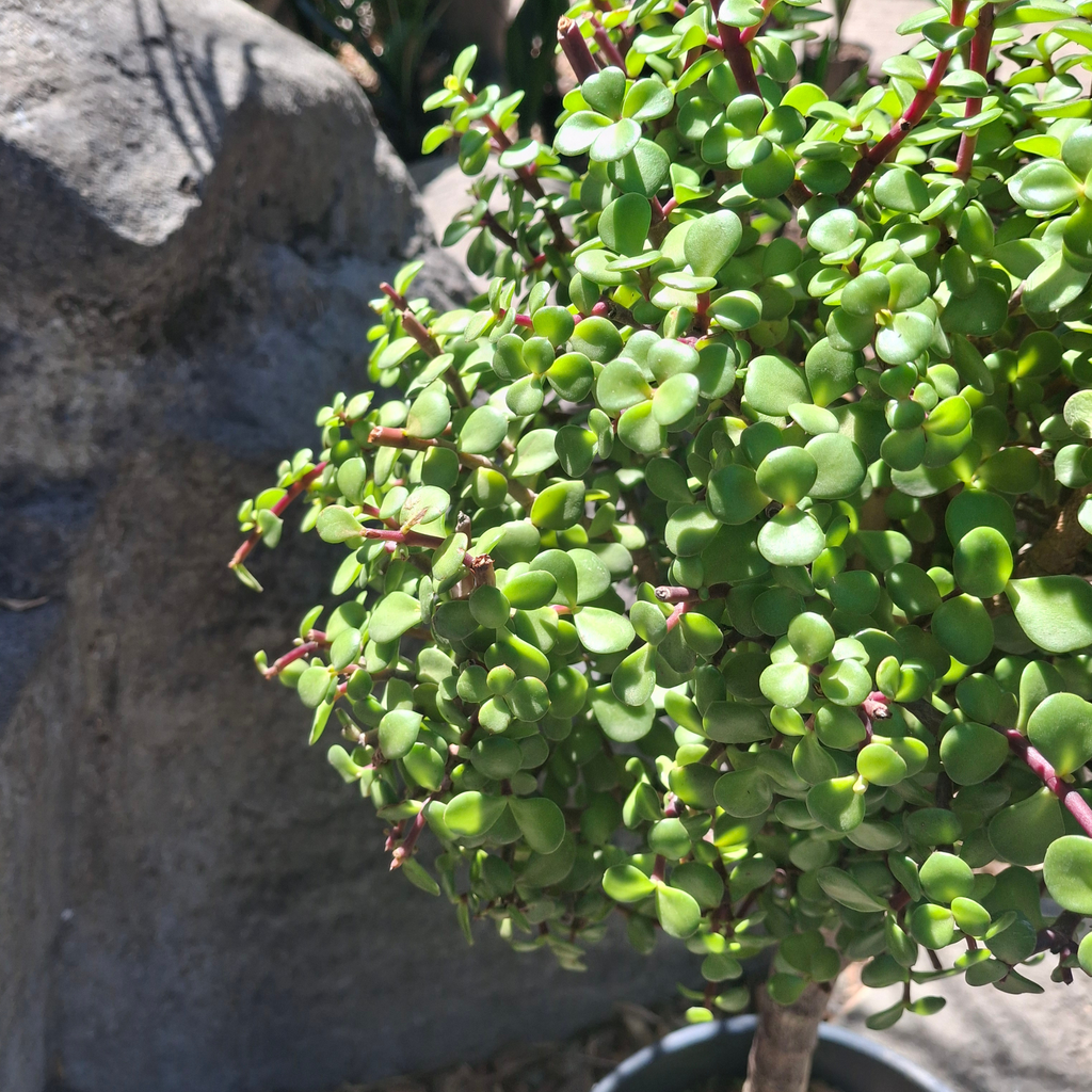 portulacaria afra spekboom Buy Spekboom | Indigenous Succulent | Cape Town