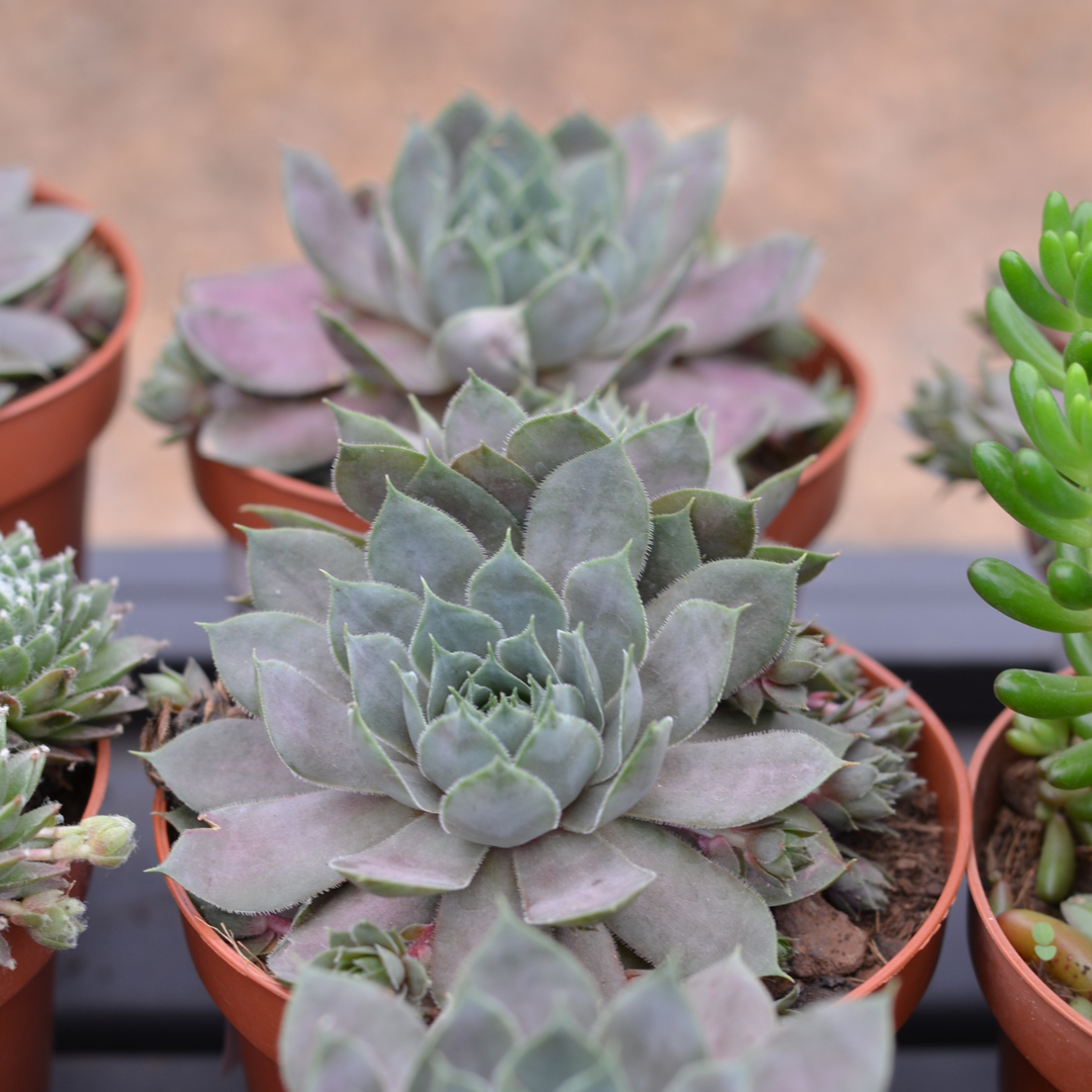 succulent grape plant Sempervivum 'Grape' – Cape Garden Online