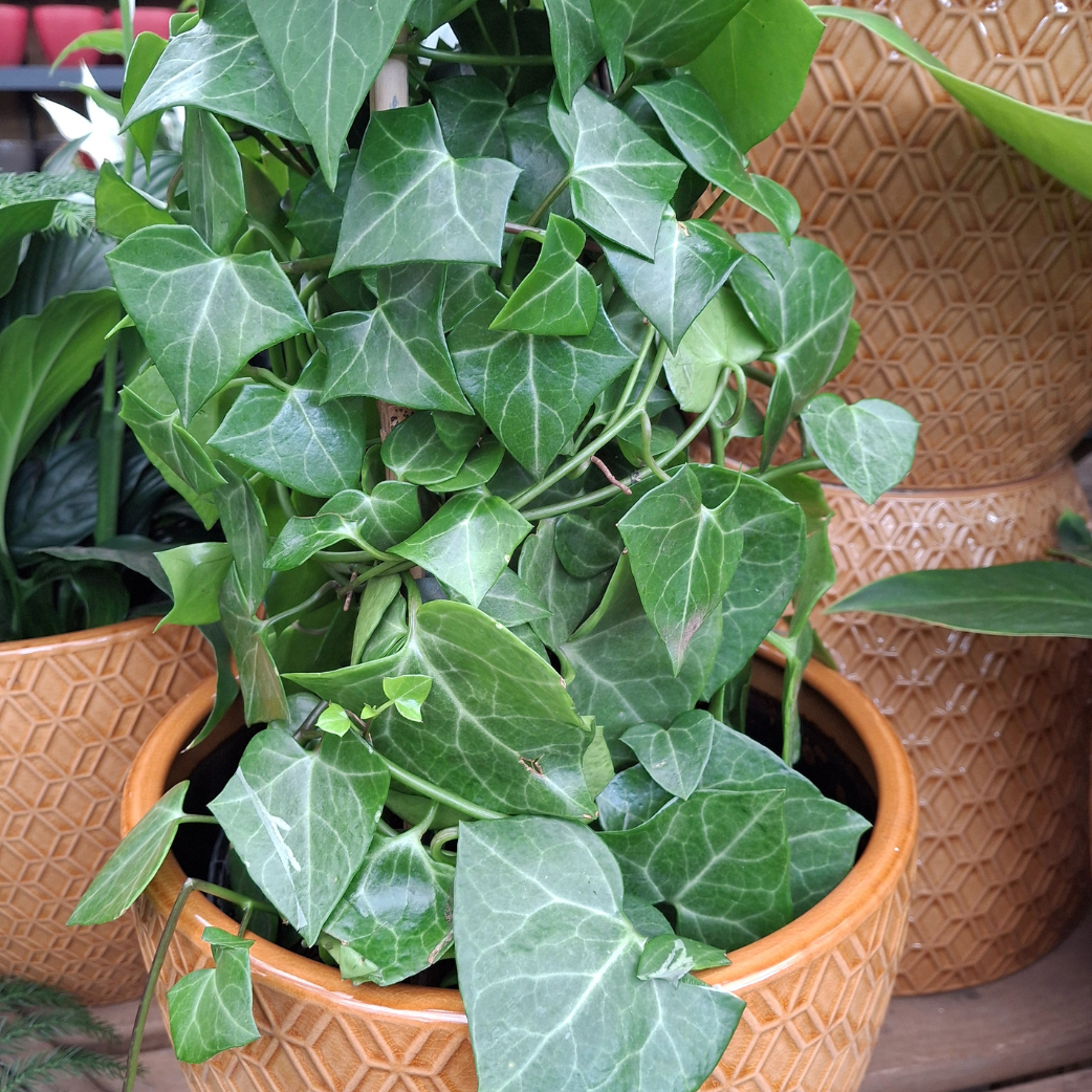 Wax Vine (Senecio Macroglossus) | Cape Town Indoor Climbing Plant