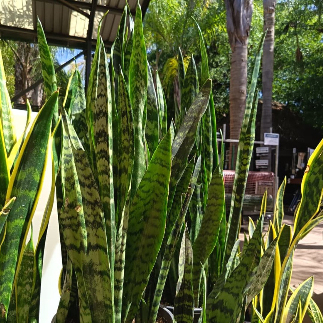 snake plant south africa Snake Plant Sansevieria Trifasciata