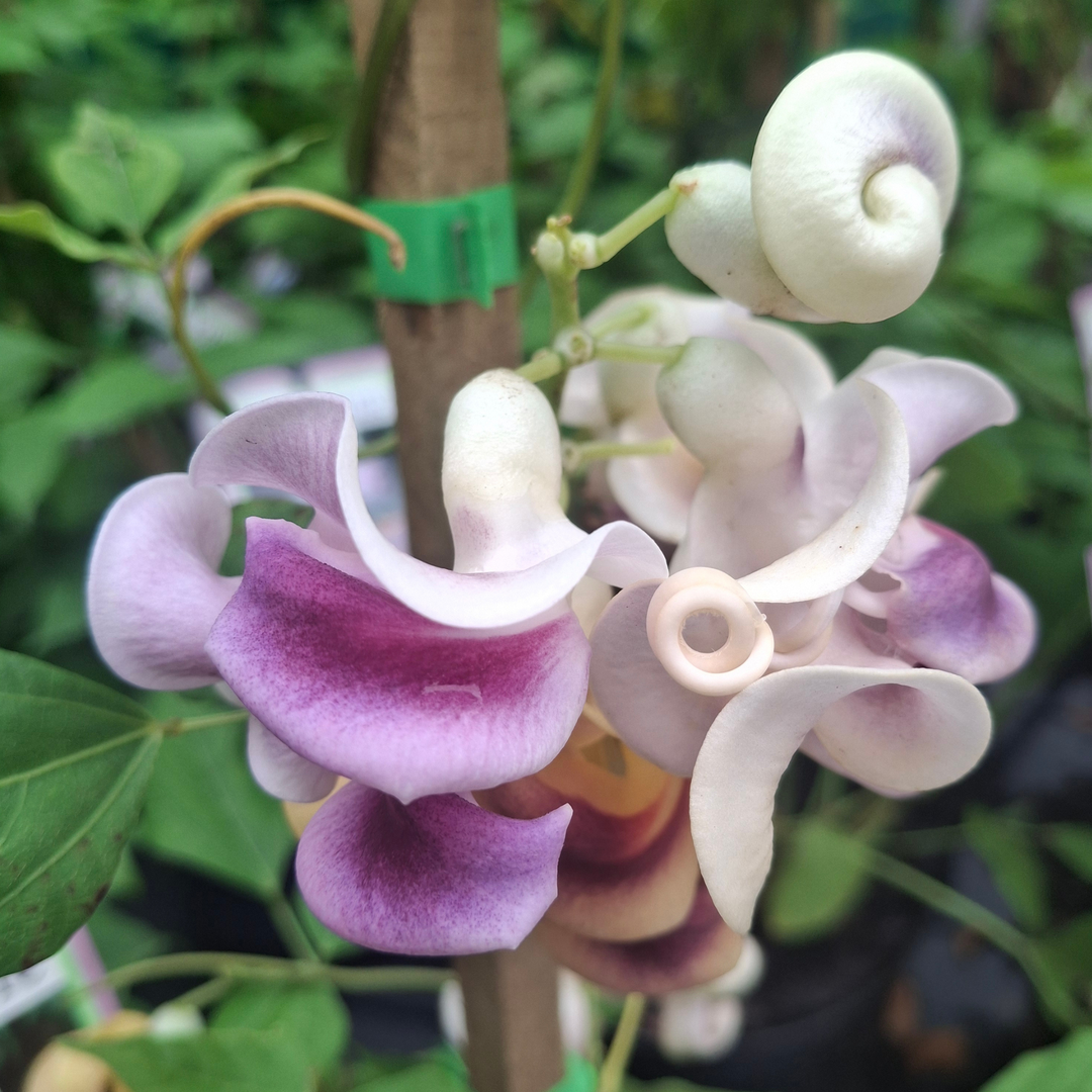 Vigna Caracalla (Snail Vine) – Cape Garden Online