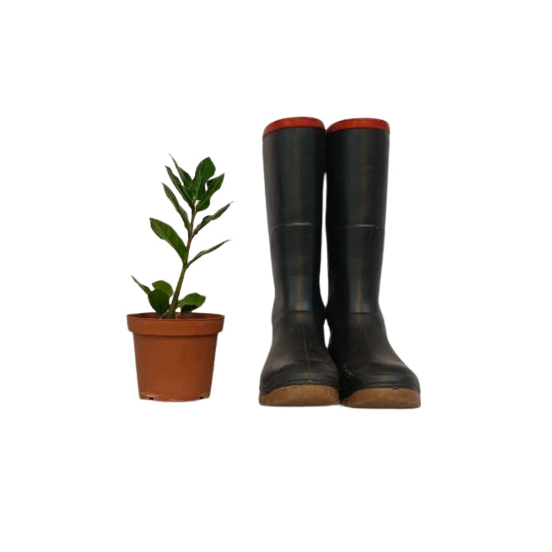 Zanzibar Gem ZZ Plant | Indoor Plant Cape Town & Western Cape