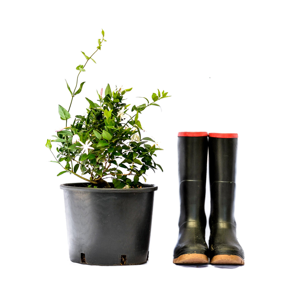 Boerejasmyn Jasminum Multipartitum - Indigenous Jasmine | Cape