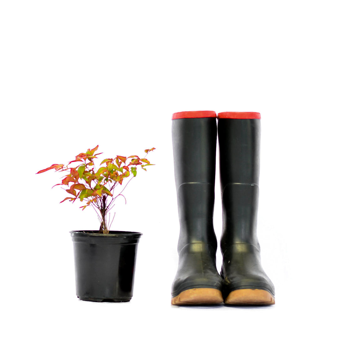Heavenly Bamboo - Nandina Firepower – Cape Garden Online