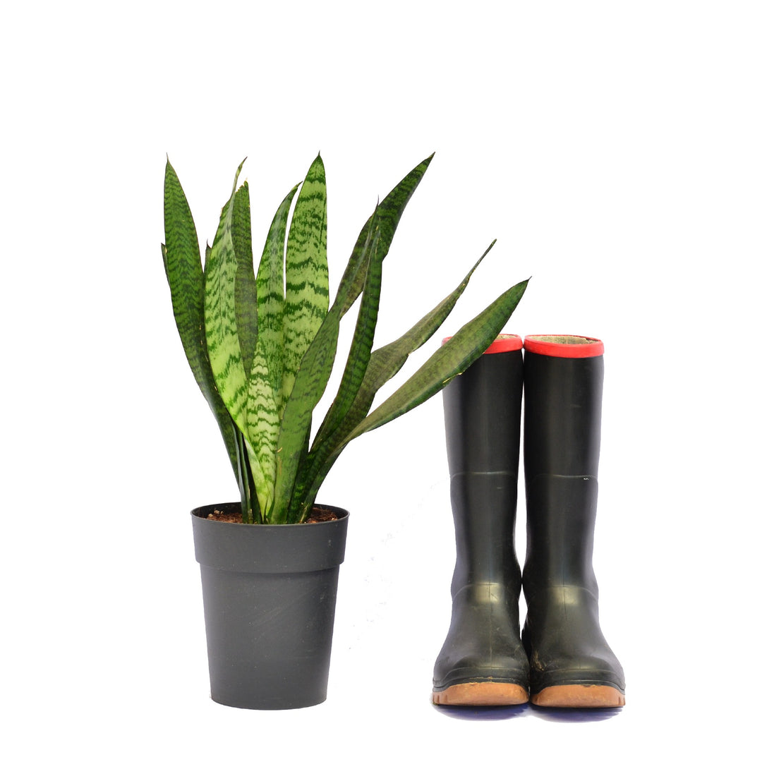 ikea sansevieria trifasciata Snake Plant Sansevieria Trifasciata