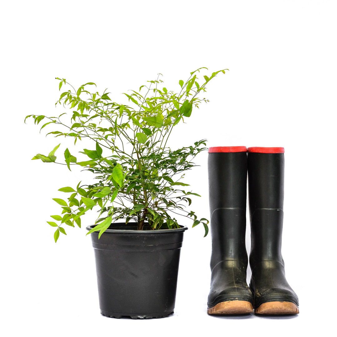 Heavenly Bamboo Nandina - Colorful Evergreen Shrub | Cape Garden