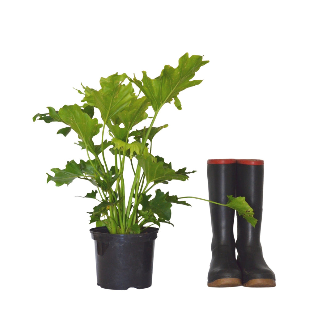 philodendron cape of dreams Philodendron Hope - Large Leaf Indoor Plant