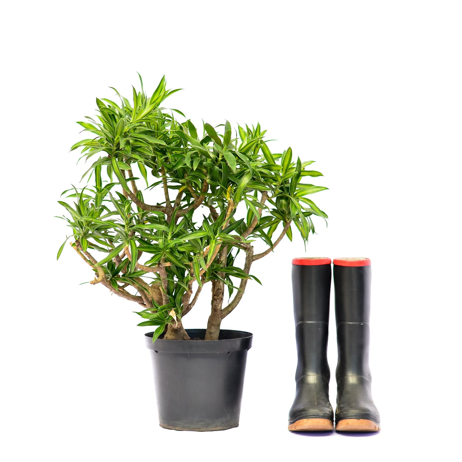 dracaena pleomele song of jamaica Song of Jamaica | Indoor Plant for Sale