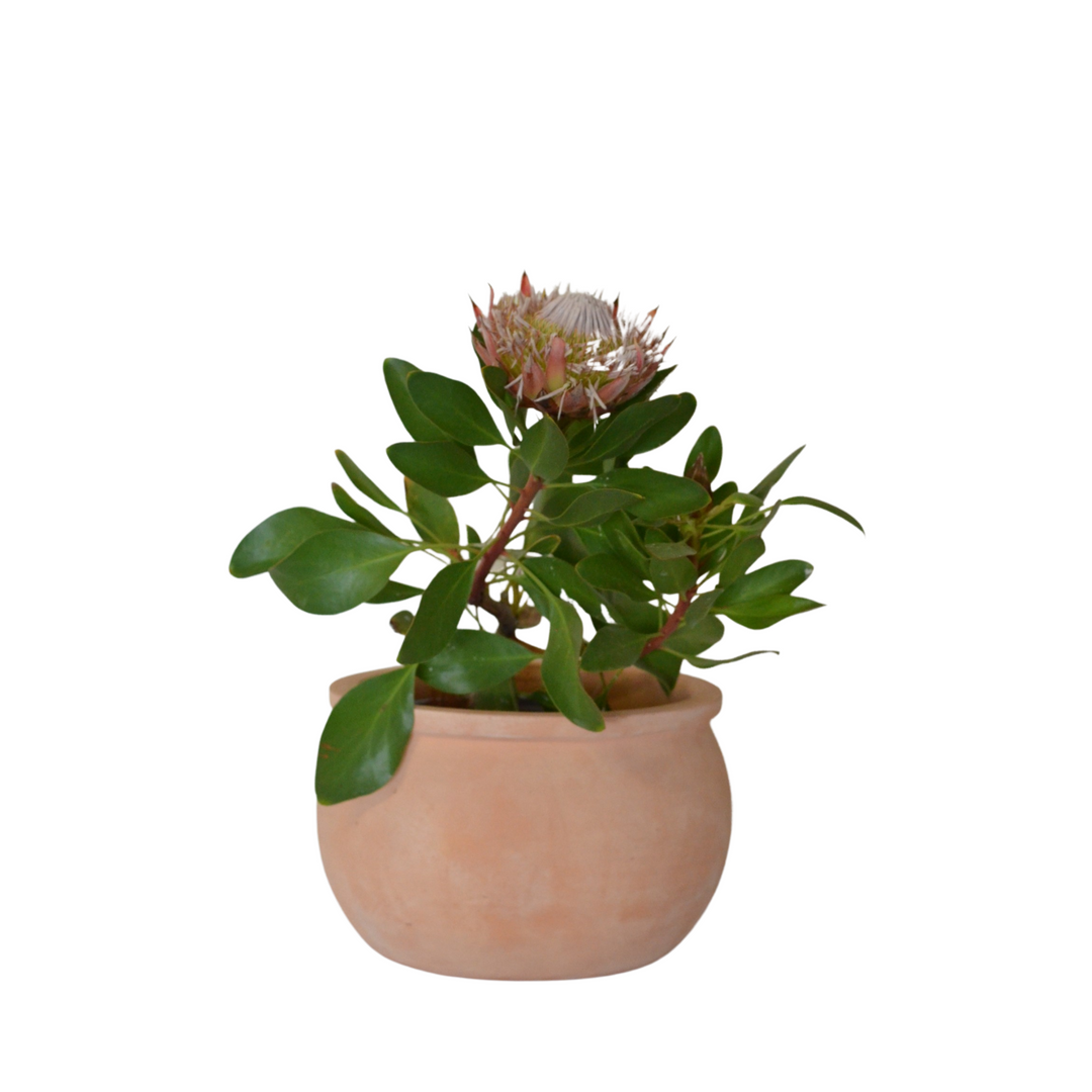 Clay Classic Pot 28cm – Cape Garden Online