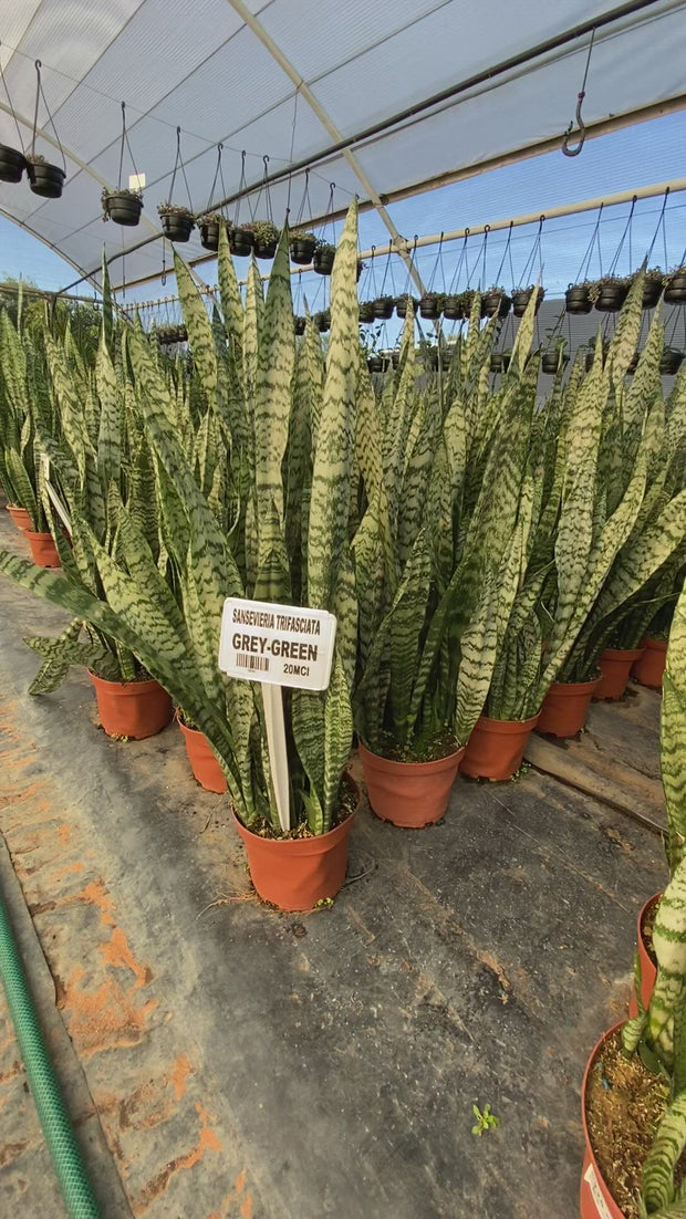 Snake Plant Sansevieria Trifasciata