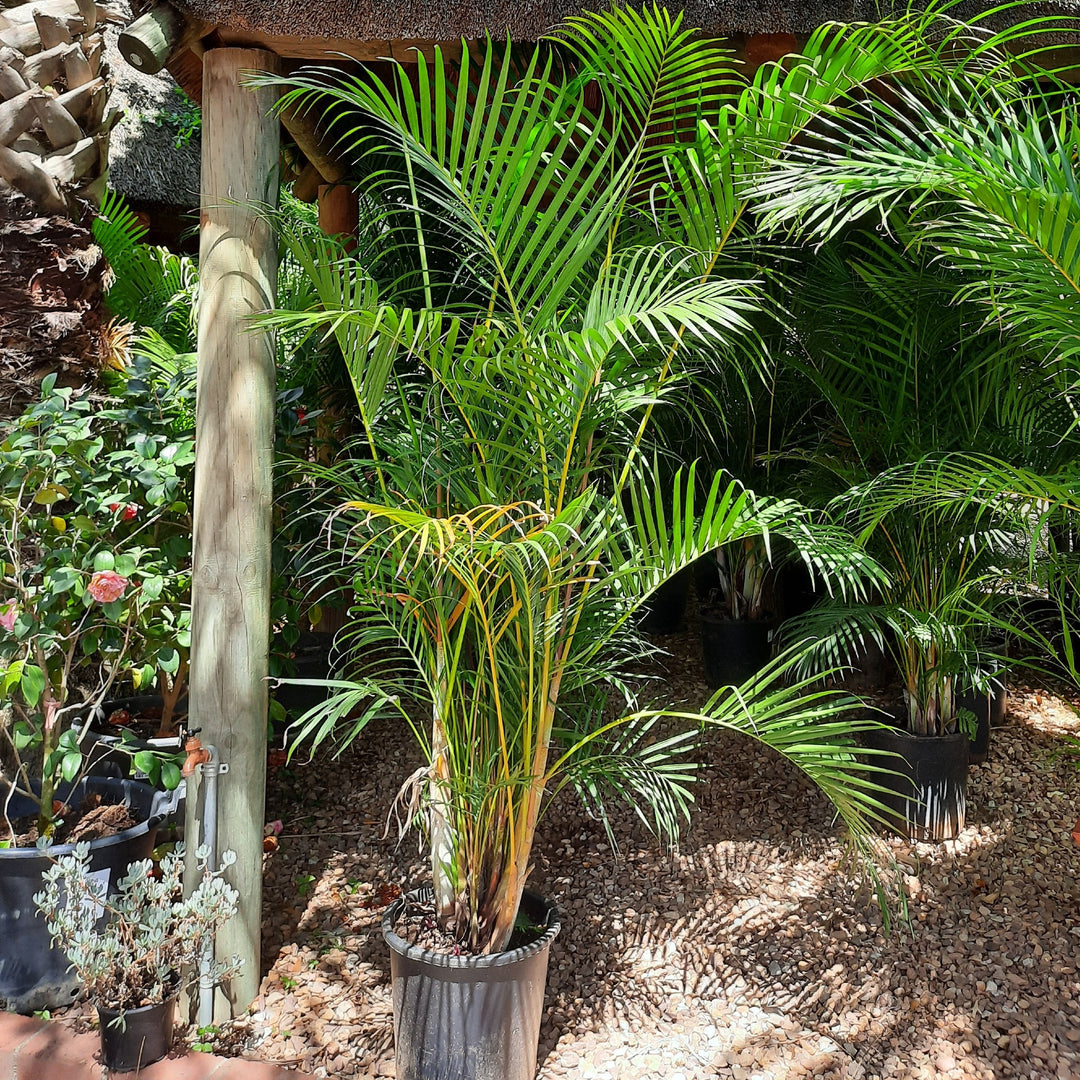 bamboo palm plant outdoor Bamboo Palm ( Dypsis Lutescens)
