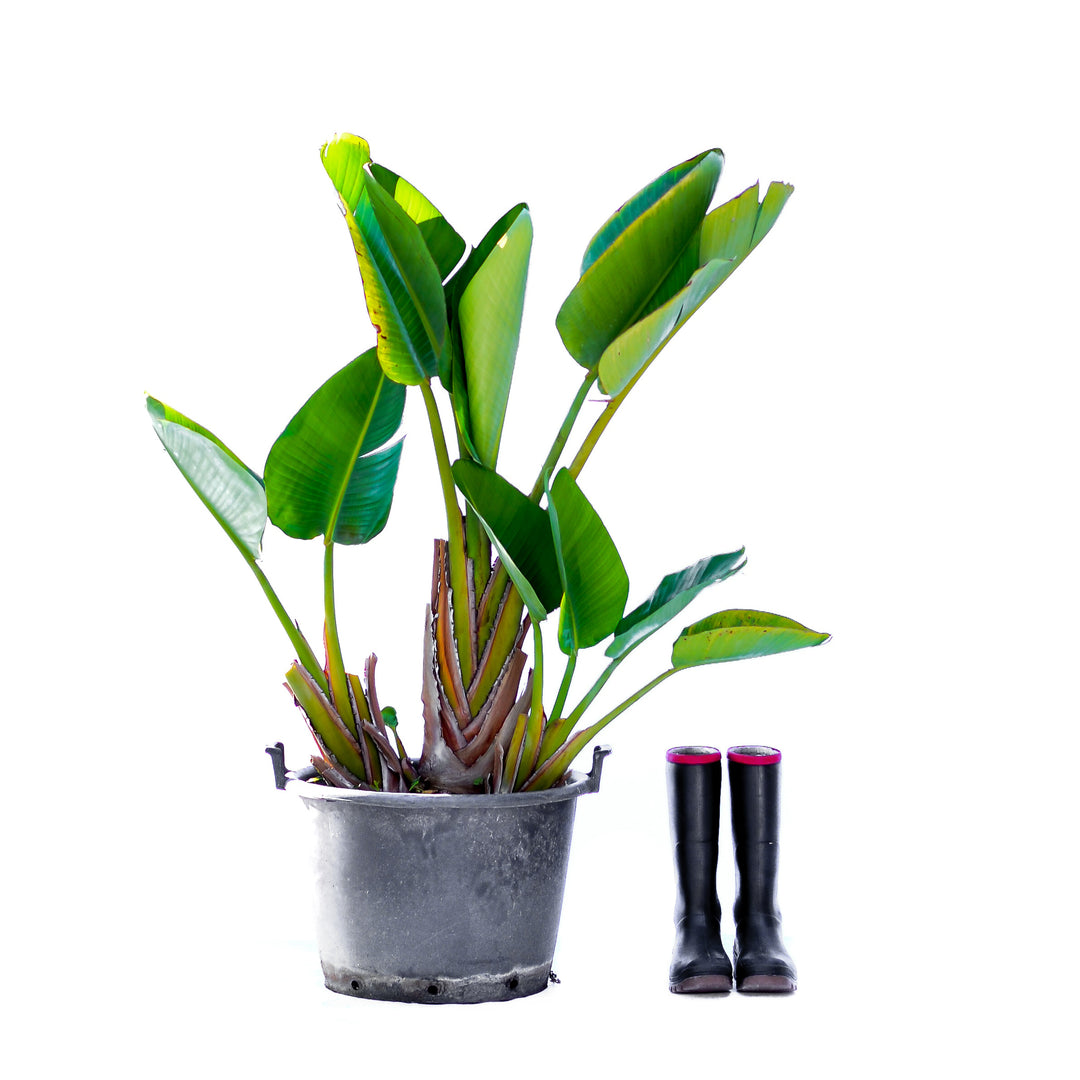 wild banana plant indoor Wild Banana
