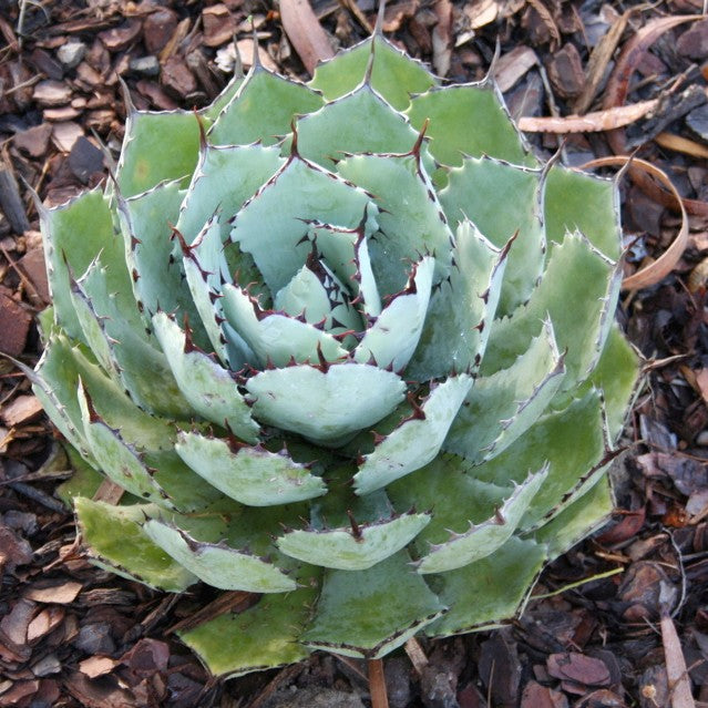 Buy Dwarf Butterfly Agave Cape Town | Best Compact Agave Plants